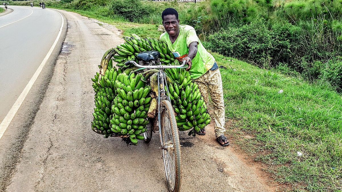 A farmer taking matoke to market in Uganda